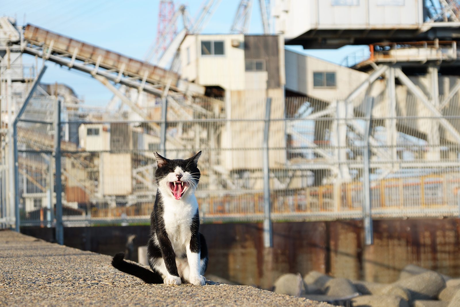 どこかの猫好き 71+lvO29YeL.jpg