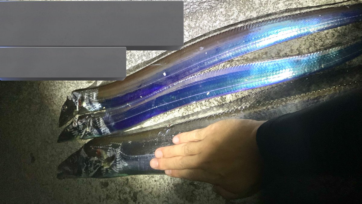 BANDlT_RR's tweet photo. ドラゴン2本降臨🐉
激混みも全体は渋めで周りの浮き師はほぼ全滅
テンヤはポツポツ
長女が100cmくらいやからメーターオーバー
たまらんわ
#タチウオ #和歌山 #ドラゴン https://t.co/mS75UISIBW