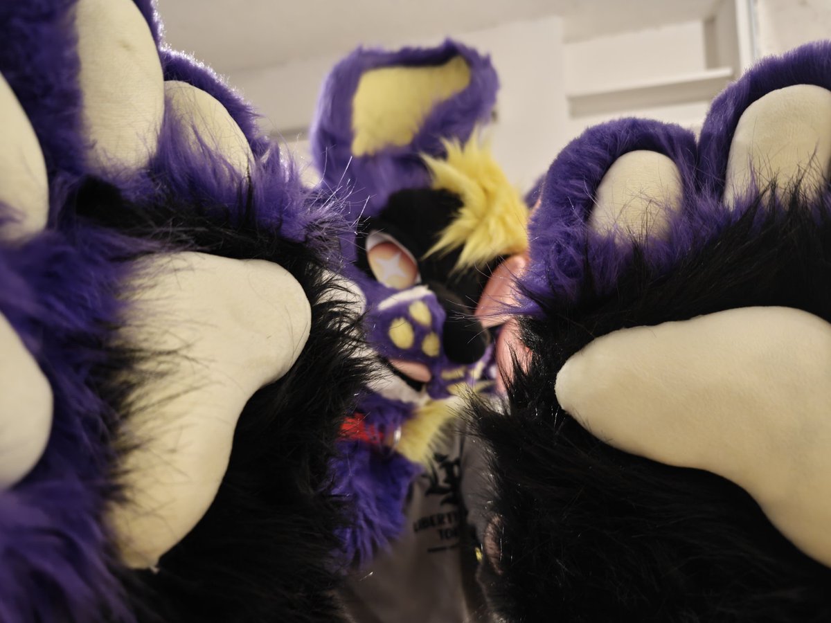 TofuXR's tweet photo. @Cressidapaws pov: you've met a fox https://t.co/rJbpMnokEt