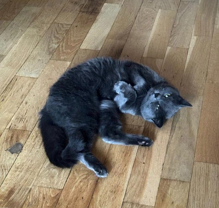 Комочек жизнерадостной сгустившейся пыли милостиво смотрит на вас