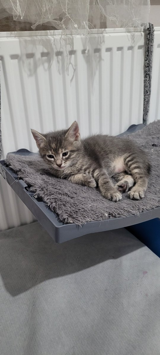 Bu bebişlerin halen bir yuvası yok. İstanbul içi her yere, Tekirdağ ve Edirne'ye getirebilirim lütfen bir yuva 🙏