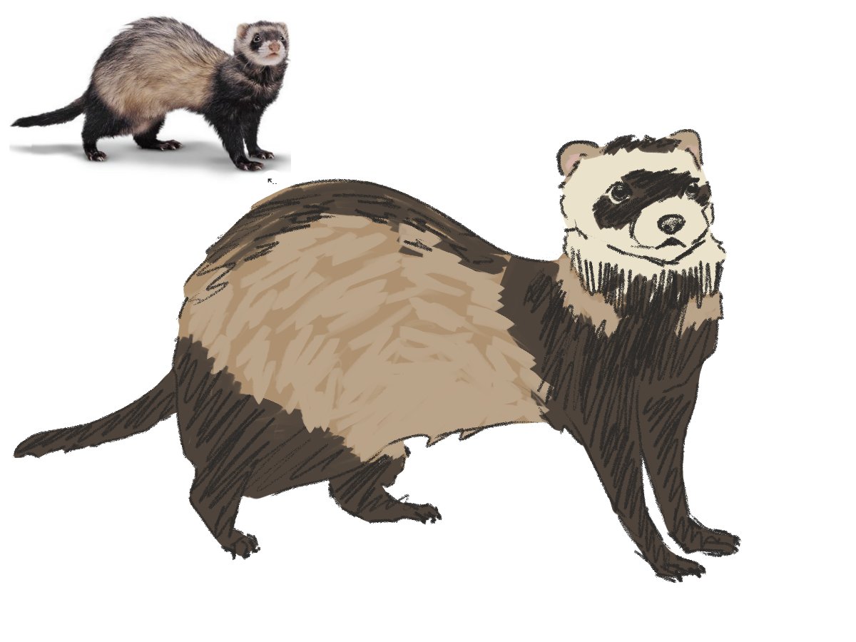 _dynamy's tweet image. guys guy s ferret guys ferrt fart gu-
#art
