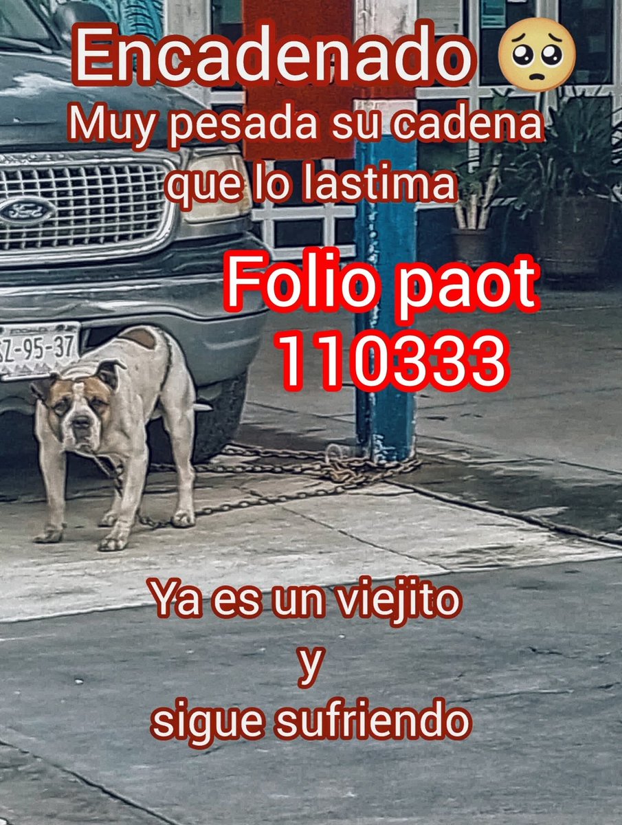 DenuncianimalMX's tweet photo. @PAOTmx Es una tristeza que la 
@PAOTmx
  nunca atendió este reporte mientras el perrito 🚨 
Av. Tláhuac no. 3960, col. Santa María Tomatlán en Iztapalapa
Ciudad de México .📍
Es un taller de llantas @MundoPatitas @Frecda @FiscaliaCDMX @ClaraBrugadaM @plqntv https://t.co/fxo4PJSOxw