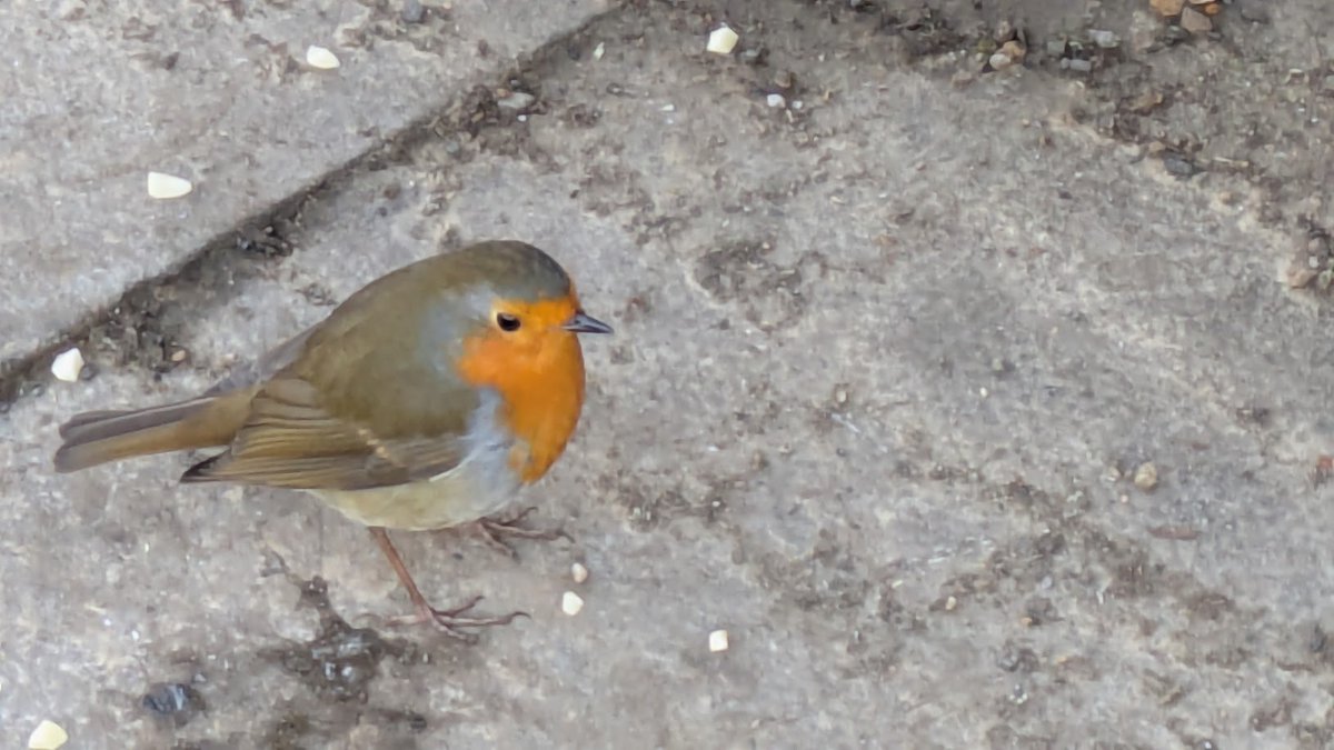 nidriks 🍒🍒🍒 (@nidriks1) on Twitter photo <a href="/DailyPicTheme2/">Daily Picture Theme</a> It's always such an #incredible feeling when a robin will get this close. Such friendly birds <a href="/DailyPicTheme2/">Daily Picture Theme</a> It's always such an #incredible feeling when a robin will get this close. Such friendly birds