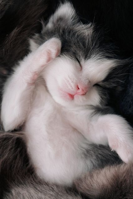 Cat is Amazing 🐈‍⬛ (@amazingcatss) on Twitter photo 