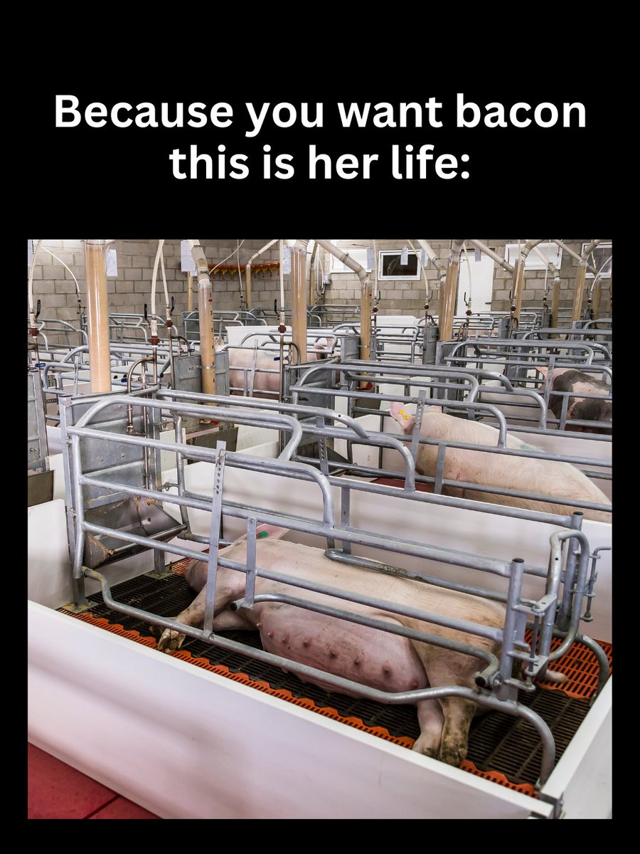 teamveganfta's tweet image. This is the price she pays for &apos;your&apos; bacon. 💔 Will you keep funding this? 🥺

👉 Watch the truth at hiddenlivesofanimals.com 🐖

📷: @teamveganfta

#bacon #pigs #veganshare #govegan #farming