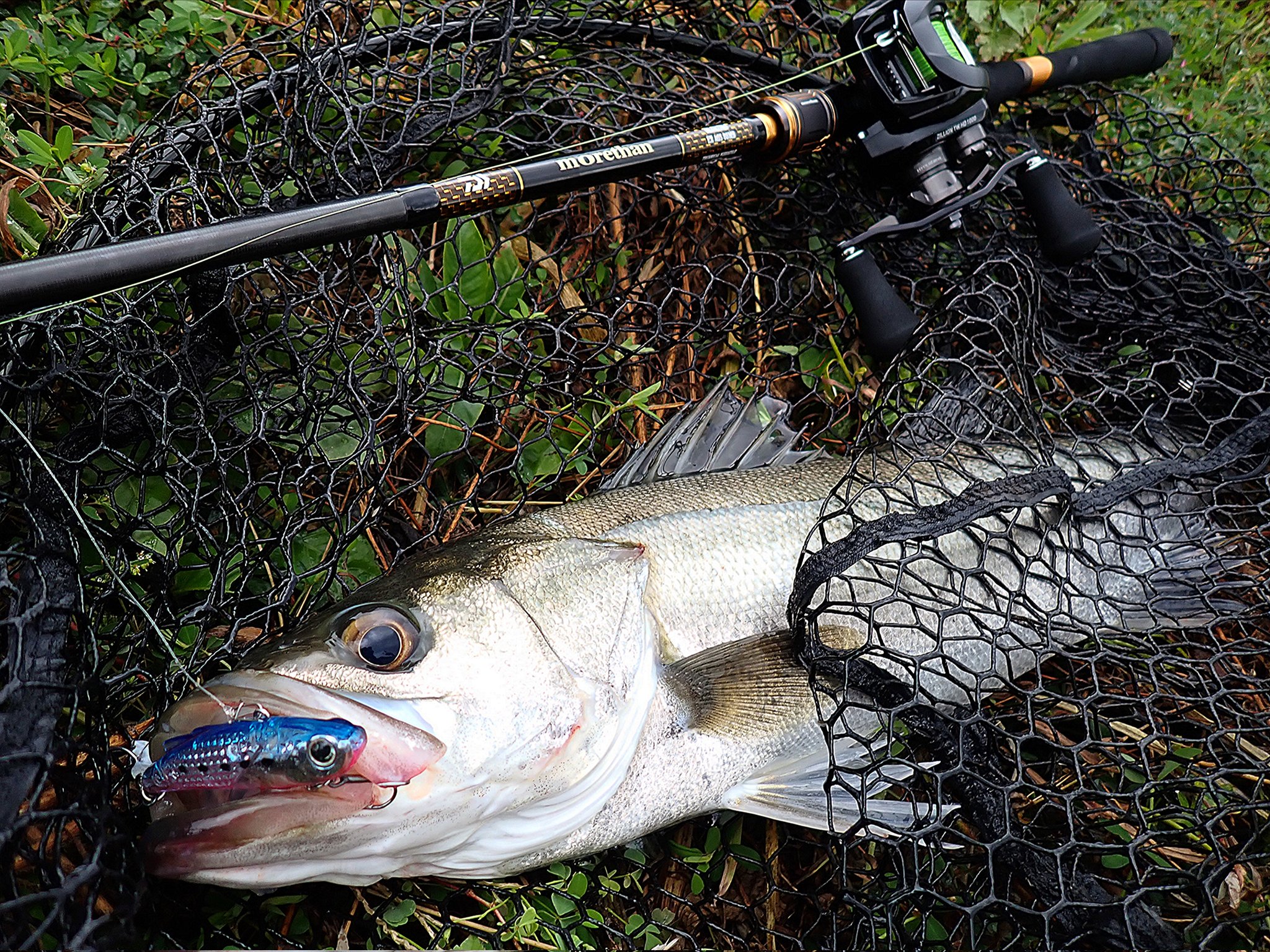 ギ*ン様 SLW Cep50s シェル貼りver SP鮎 ダイワ - Search / X