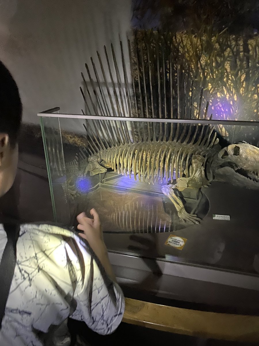 SwVtr's tweet photo. のんほいパークのナイトZooに初めて行った〜。

1番は、ナイトミュージアムかな。

懐中電灯で展示物を照らしながら見るのって、なんかワクワクする〜。

あとは屋台飯を満喫した😋

#のんほいパーク
#ナイトZoo
#ナイトミュージアム https://t.co/AIWV7y8SMz