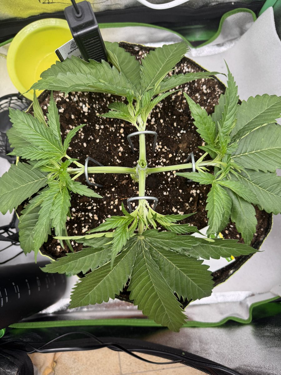 Buterbrot365's tweet photo. My OG Kush said she wanted balance… so I gave her a yoga class 🧘‍♂️🧘‍♀️ https://t.co/3u1SkTaFfQ