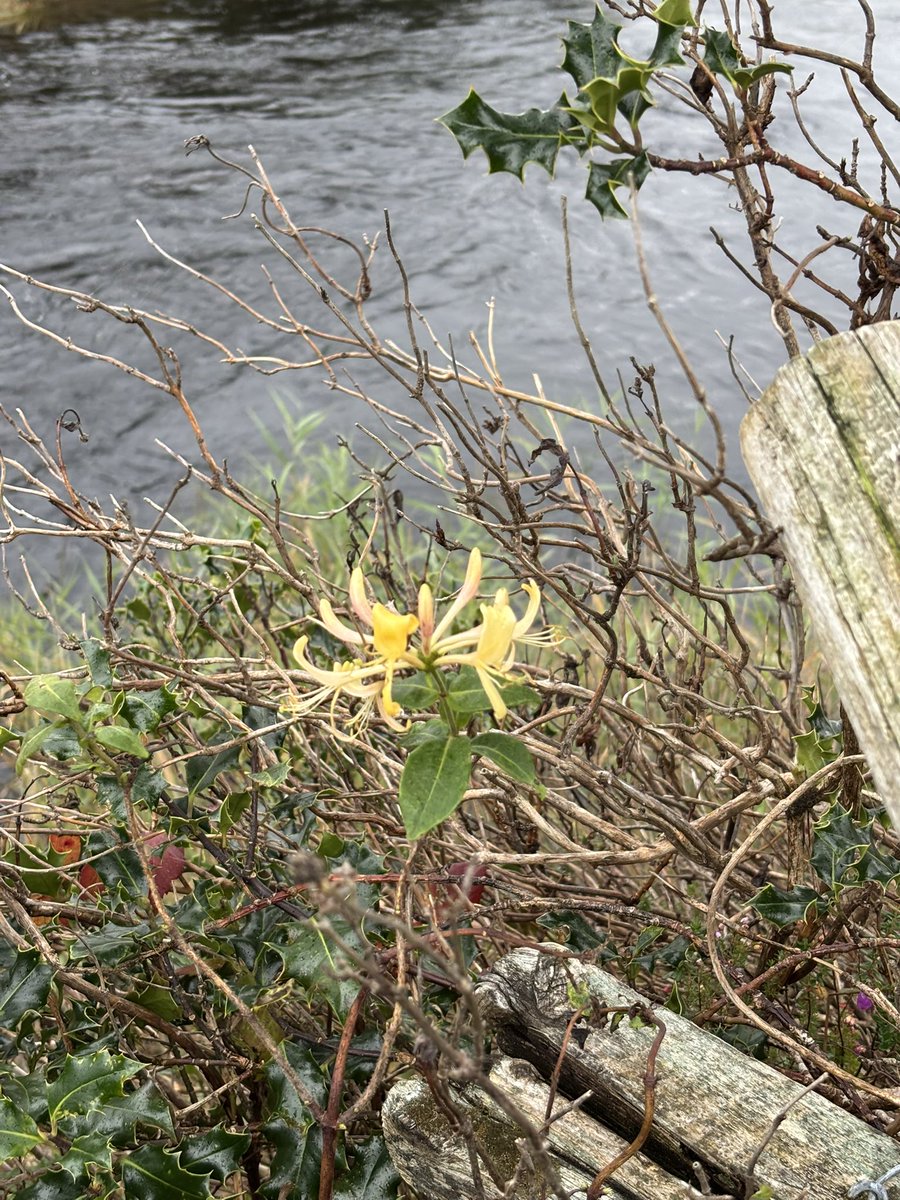 Screeb #Connemara #Conamara