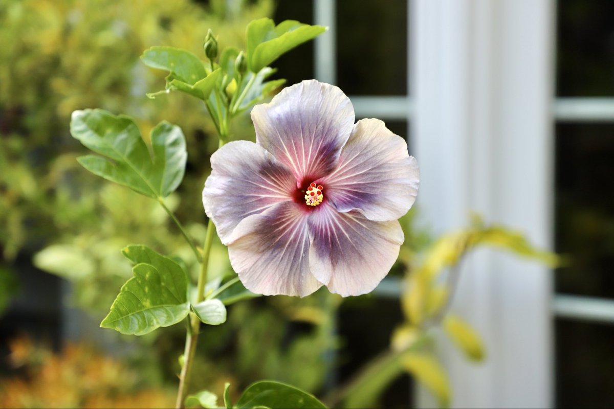 I’ve never grown a hibiscus like this before especially in NY!!