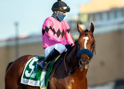 HORSERACING1002's tweet image. MAXIMUM SECURITY🇺🇸 2016
(NEW YEAR&apos;S DAY -LIL INDY BY ANASHEED)
#MaximumSecurity
B/Gary, Mary West (Ky) May 14, 2016
O/ Mary, Gary West, Coolmore
T/ Bob Baffert, Jason Servis
14-10-2-0---$12,431,900
2019 Champion 🏆 3yo  colt
Haskell Invitational S G1, Florida Derby G1, Cigar Mile…