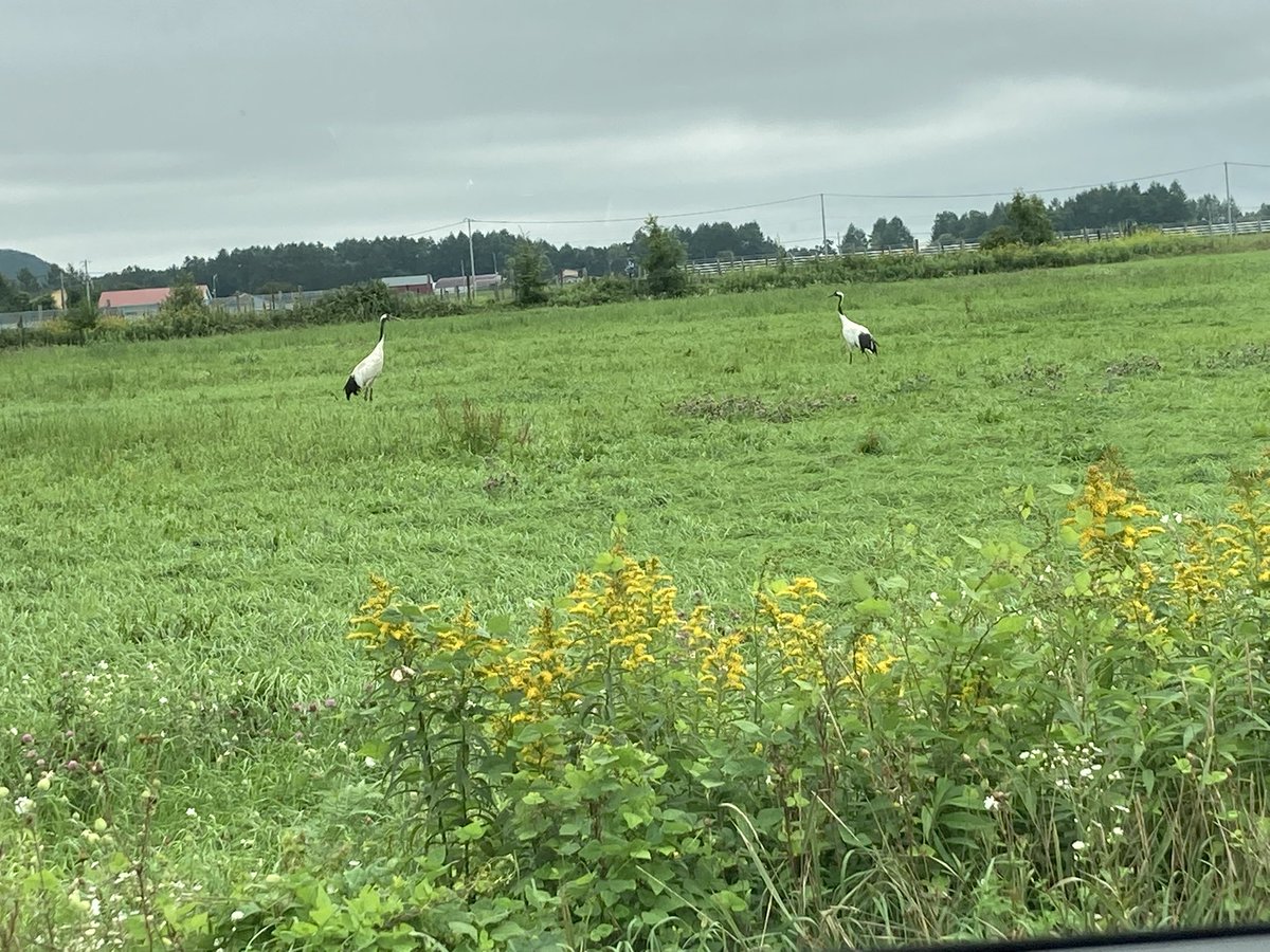 ミサトのサトウ (@misato_nonsugar) / Posts / X