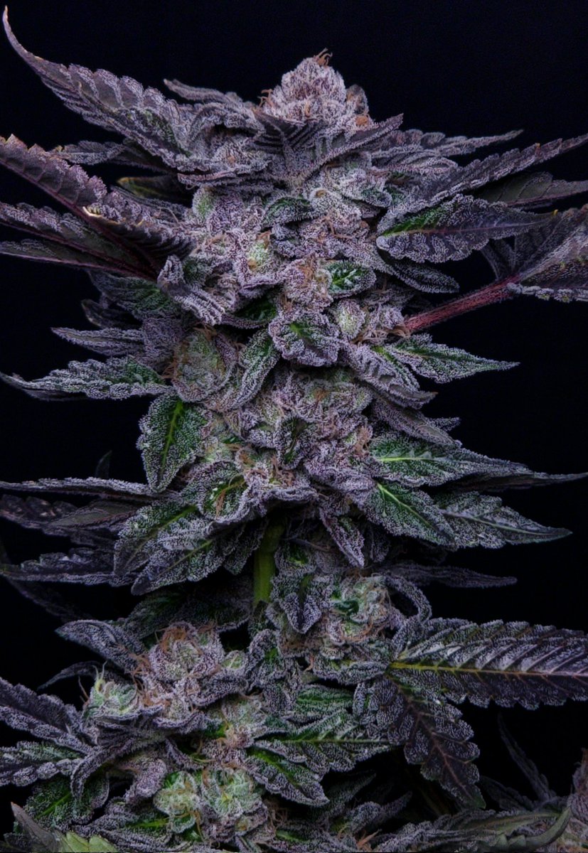 Devil Fruit [HC] by SDG test plant pulled at F66. Excited for this one for <a href="/surelymelts/">Surely Melts</a>. Hella unique.
