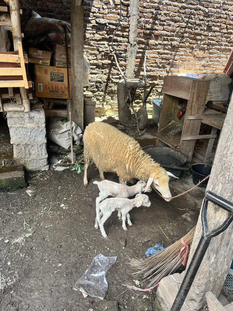izzhaumam_'s tweet photo. <update>
Alhamdulillah telah lahir 1 jantan dan 1 betina pada tgl 20/9/2025. Semoga menjadi awal yang baik ke depannya dan selalu sehat semua ternak kami aamiin 🤲 

jaya jaya jaya! https://t.co/VYLRt6NBgJ