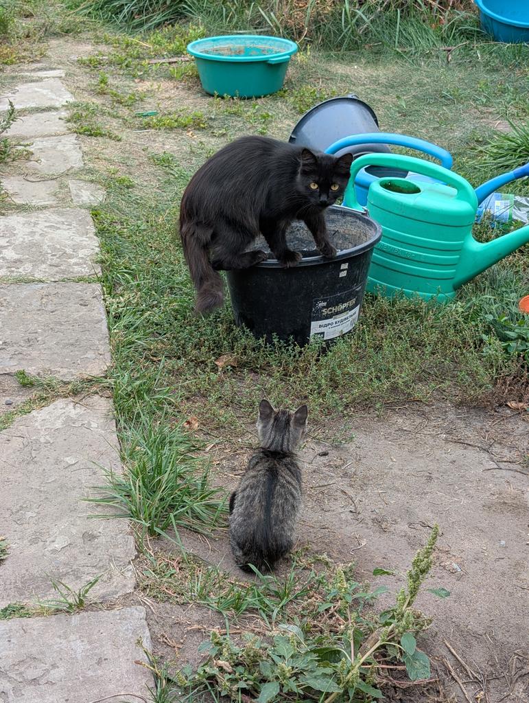 Tier_Kh's tweet image. Шановні, треба ваша допомога, бо від'їбнули паливні системи на корчах і треба ремонтувати. Майже половина вже є, сподіваюсь доберемо й решту, банка тут: send.monobank.ua/jar/2mUa77CKdh