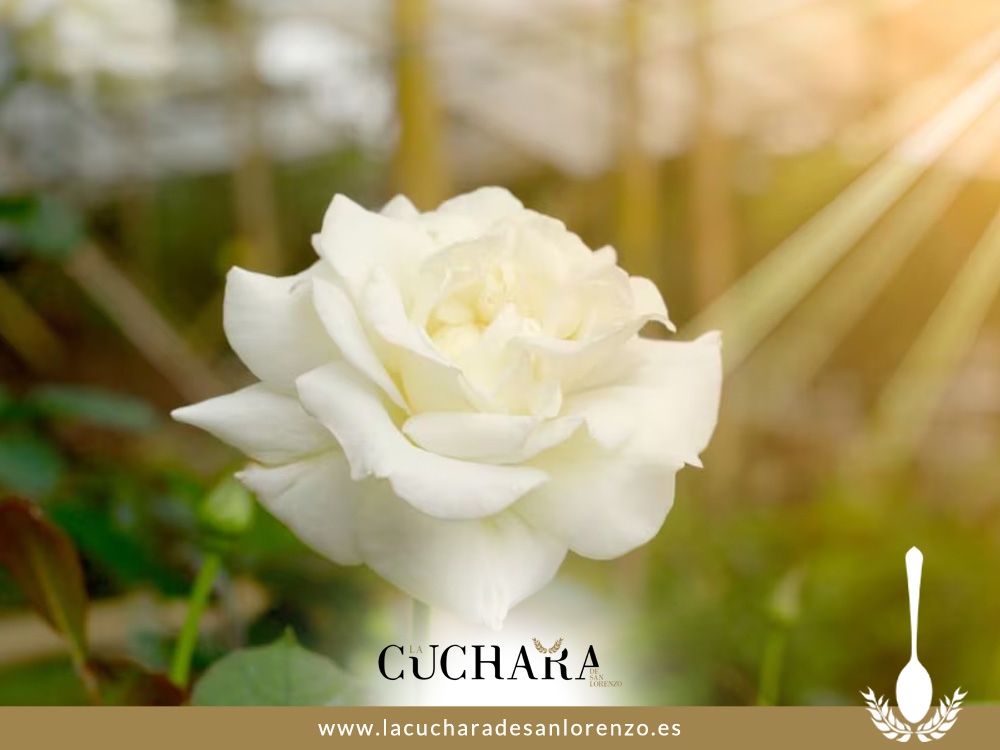 Con profundo dolor despedimos a nuestra madre, pilar de nuestras vidas y de La Cuchara de San Lorenzo. El restaurante permanecerá cerrado hasta el lunes. El martes volveremos con su recuerdo en el corazón. Gracias por vuestro cariño y comprensión.