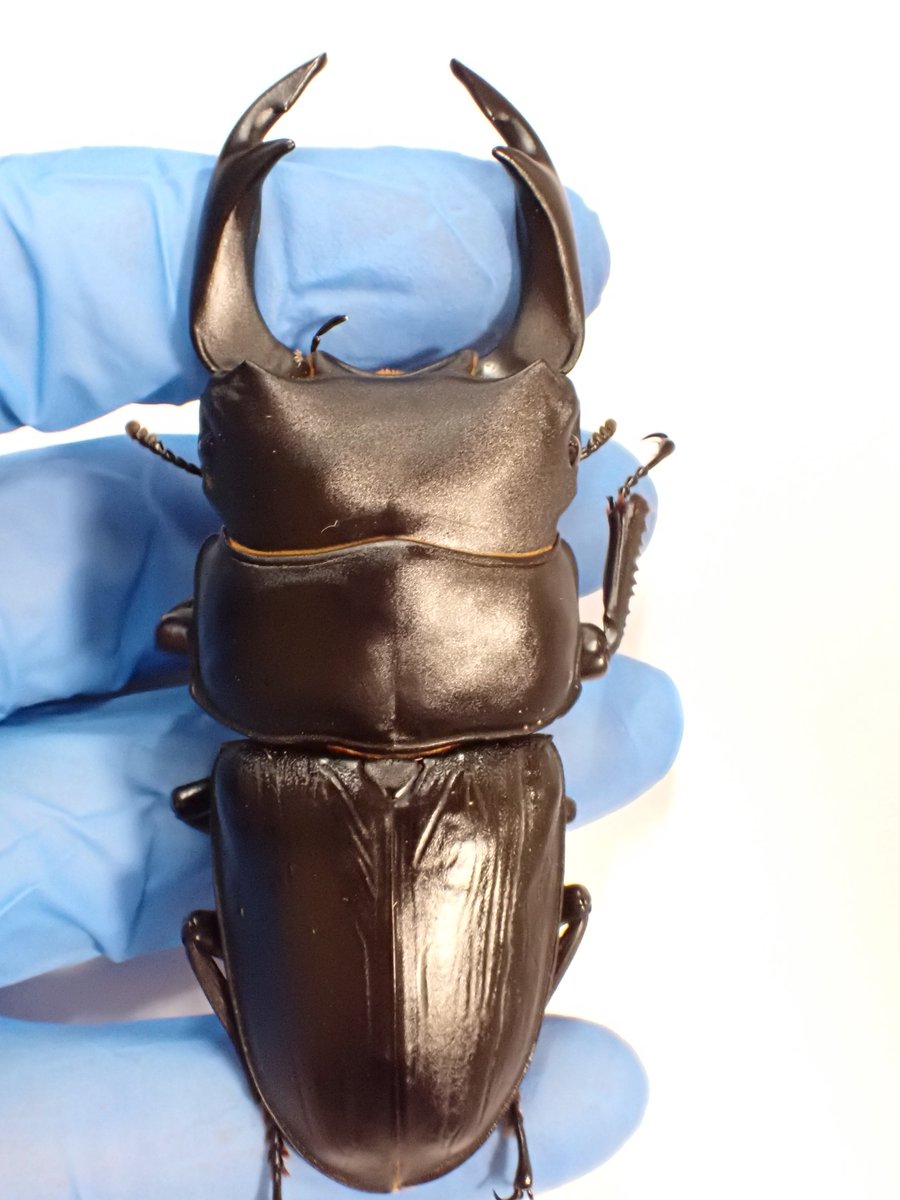 レイチェルオムレットさん　クラゲの蓋物 レイチェルオムレットさん クラゲの蓋物