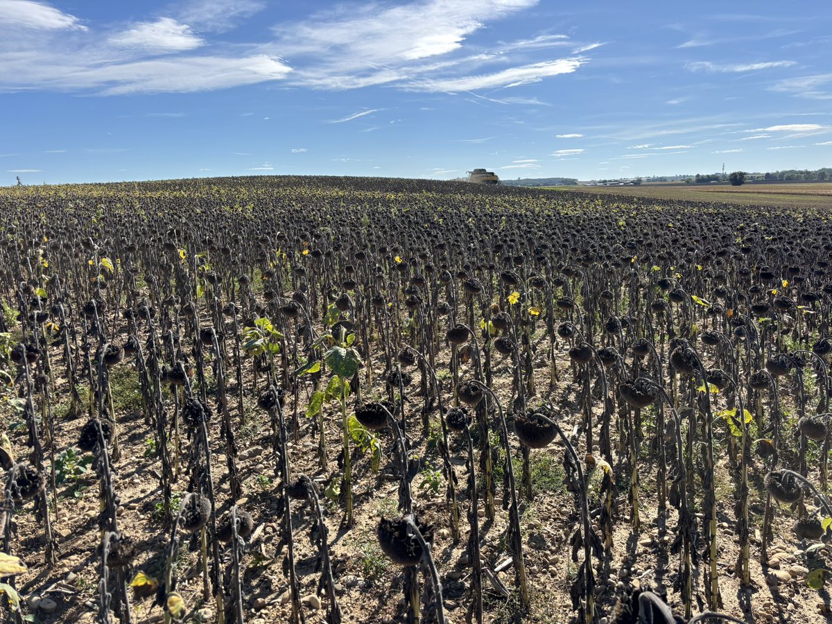 🌻 => 🔥 avant l’épisode Cévenol de demain ! 
Tournesol semé mi mai, la 1ere parcelle est une belle surprise ! À voir la suite où il y a eu davantage de dégâts d’oiseaux ..