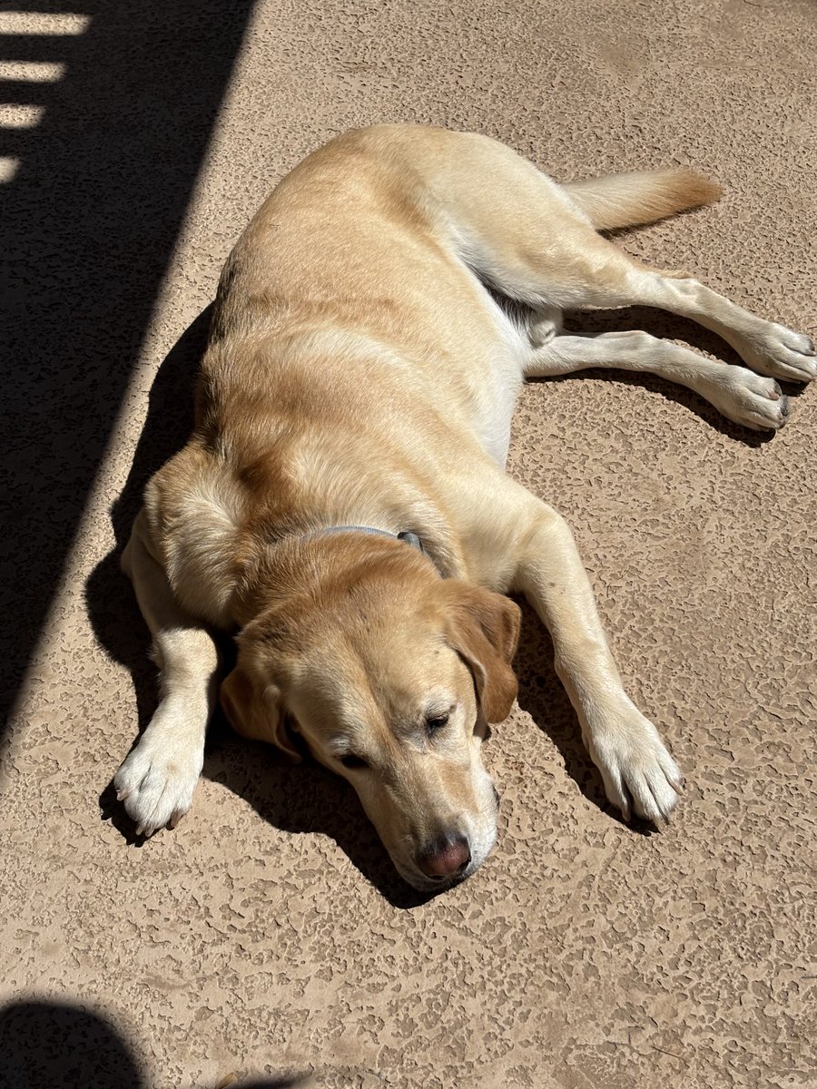 MichaelESmith's tweet image. Mid-day nap in the sun
