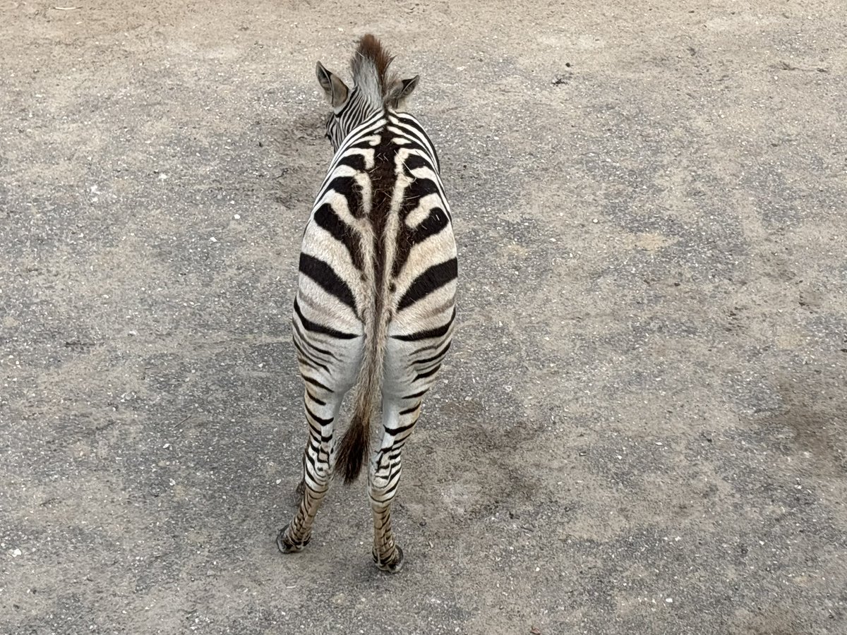 Когда мне затирают про черную и белую полосу, я представляю что-то типа такого