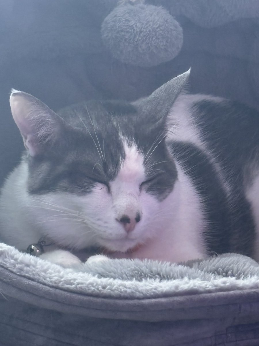 staranyse's tweet photo. rest in peace Ecco, I’m so glad to have such great memories with you in the time you were here ❤️ https://t.co/38qoN6ECKQ