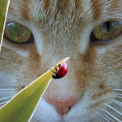 Cat is Amazing 🐈‍⬛ (@amazingcatss) on Twitter photo 