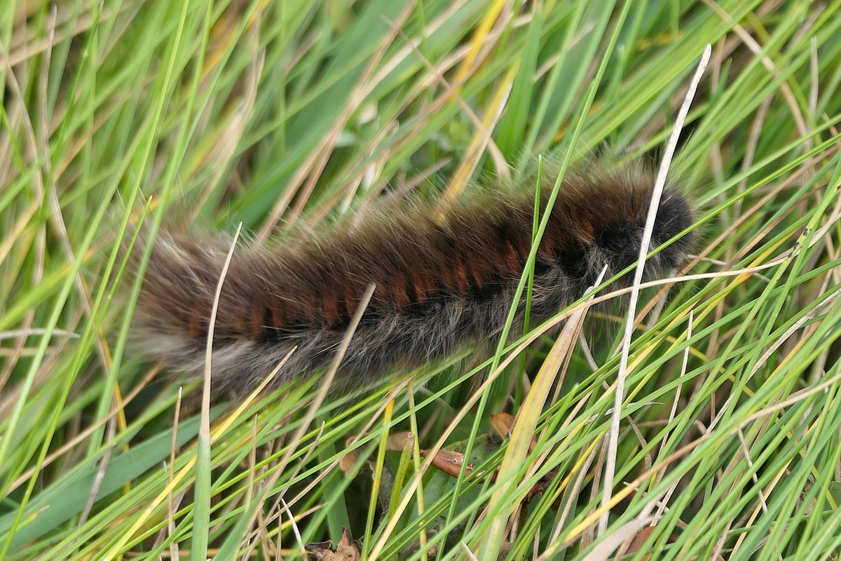 thremnir's tweet image. A couple of the six Fox Moth, Macrothylacia rubi, larvae I saw out wandering at #LoopHead this afternoon:-