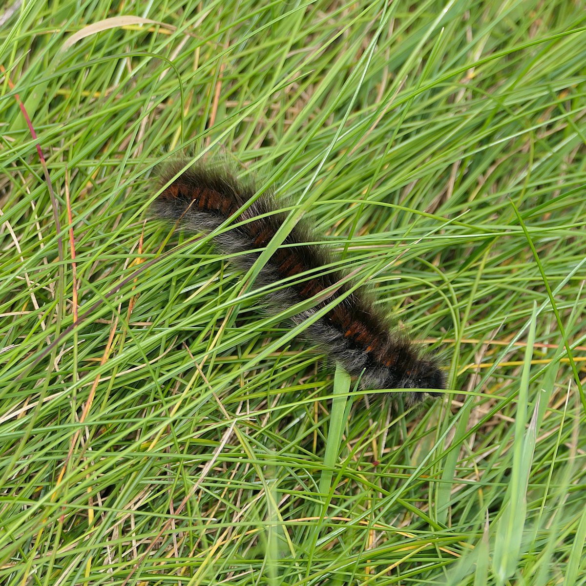 thremnir's tweet image. A couple of the six Fox Moth, Macrothylacia rubi, larvae I saw out wandering at #LoopHead this afternoon:-