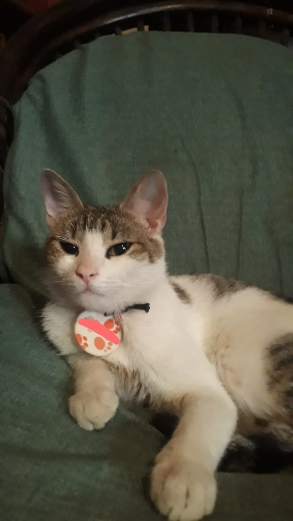 Tabyta201's tweet photo. ❓️❓️SOLO QUIERE SABER SI ESTÁ BIEN!!!❓️❓️
🚨🚨🚨🚔🚔🚔
GENTE, AYUDA EN  DIFUSIÓN: 
🐱 ESTE GATITO MACHO   CASTRADO, JOVEN, DE NOMBRE "ATHITO" ( O "RAY",  ya que su adoptante se lo cambió y lo llamaba Ray) SE LE PERDIÓ EN UNA MUDANZA A SU ADOPTANTE, HACE 1 https://t.co/yiCE40BxfV