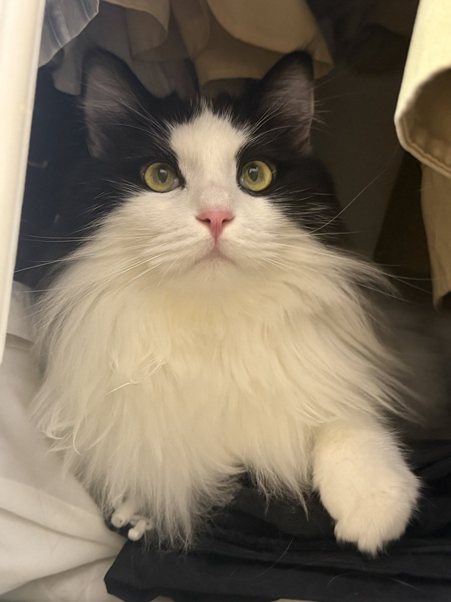 WinterFish20's tweet image. 猫才是我活下去的欲望啊