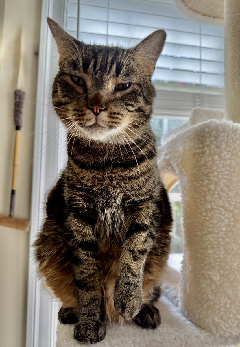 Maybe getting the absolutely most bonkers and clownish cat at a shelter really is a good idea. She's given my first smiles in days.