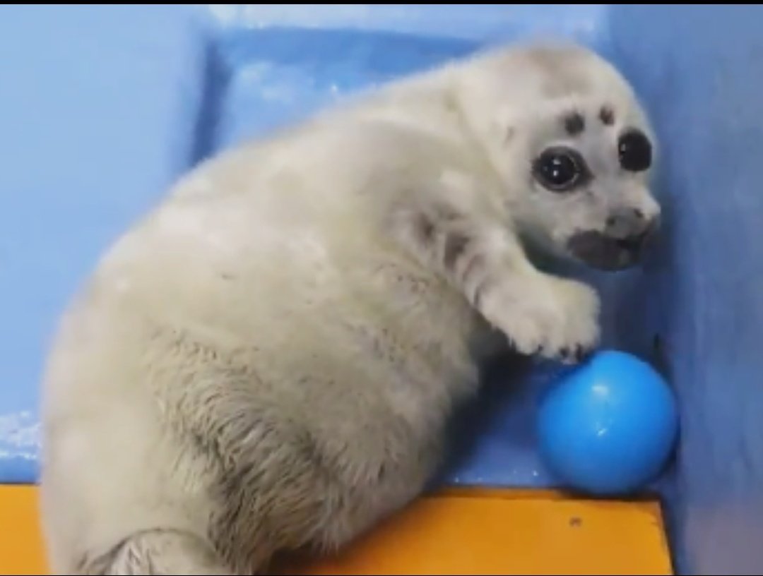 🇮🇪Mobbsy🇵🇸 #NixFc (#1 Rc fan) tweet media