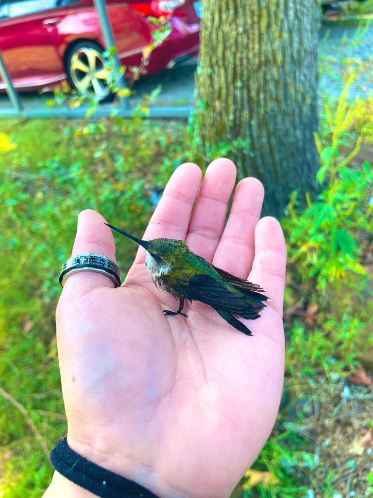 okiesoko's tweet photo. Look what I found this morning in my yard! My sister rescued him from the cat’s water bowl and I immediately had to pick him up!❤️

He’s doing just fine now!☺️ https://t.co/JoObIgDGGb