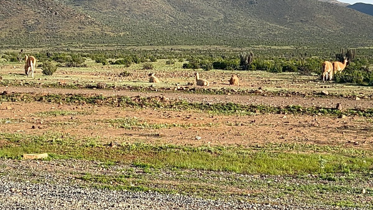 lafabricadel68's tweet photo. #Guanacos cerca del valle Los Choros. Cuidar esto de Dominga es moralmente urgente.
#desiertoflorido https://t.co/0LsDqulc0w