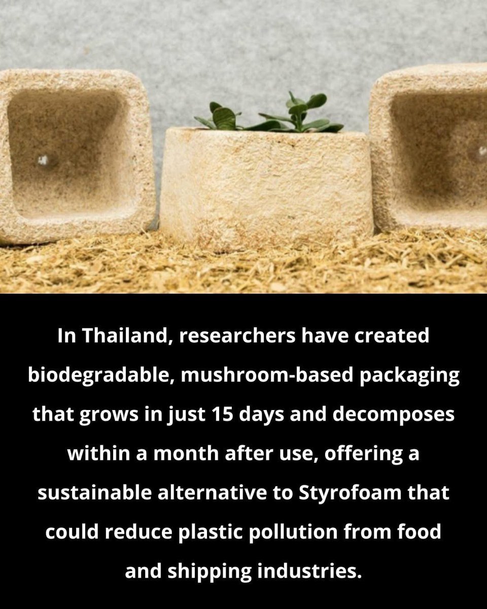 Reyousable tweet media