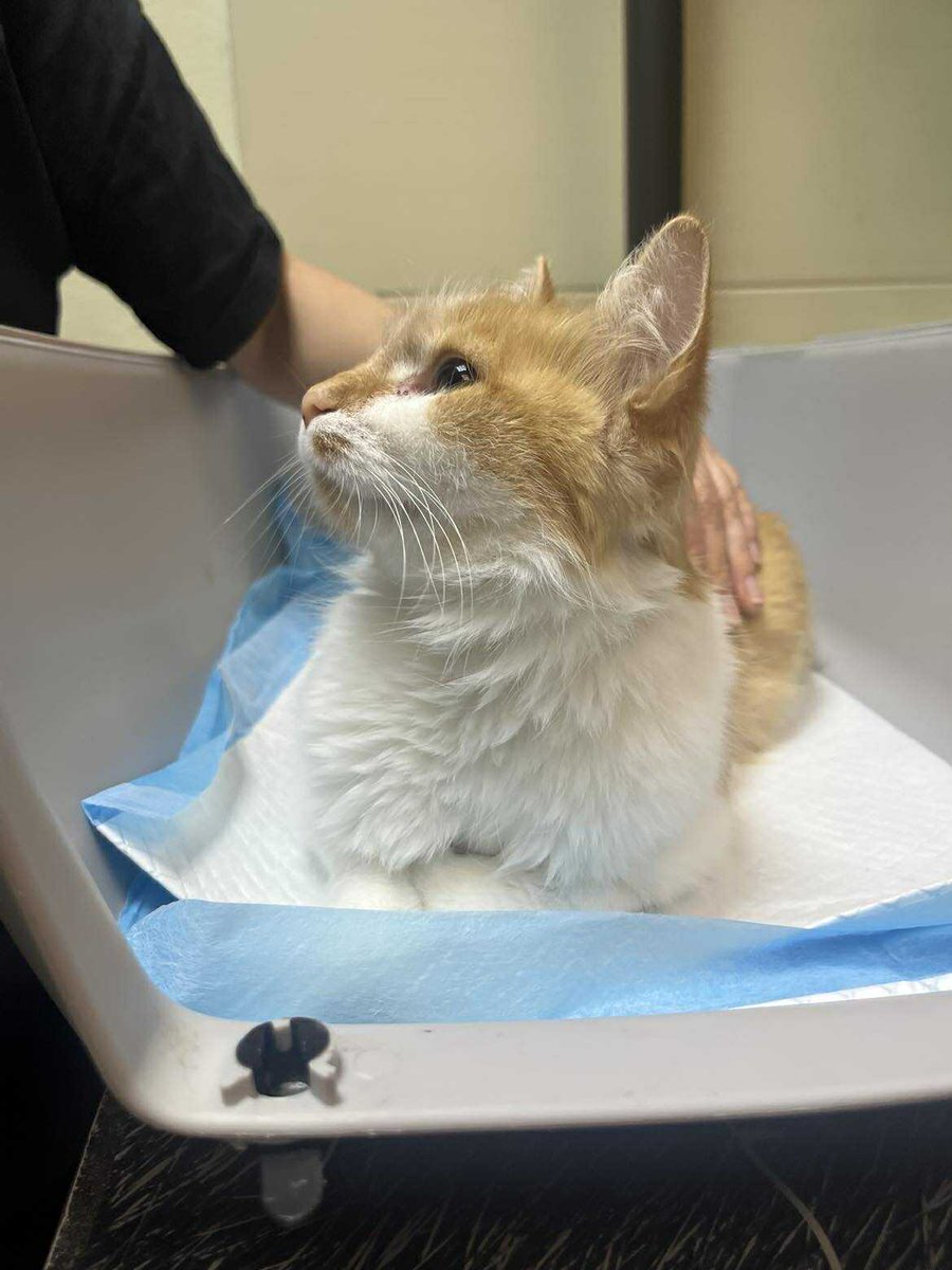 Jesteś dla nich OSTATNIĄ NADZIEJĄ💔

Panleukopenia zabiera je kawałek po kawałku... Jutro może ich tu nie być, jeśli nie dostaną leków i kroplówek... Ale to kosztuje😭

Wiem, że mało mogę, że nie mam zasięgu...
Ale w końcu nadzieja umiera ostatnia, pomóż🙏
ratujemyzwierzaki.pl/panleukopenia-…