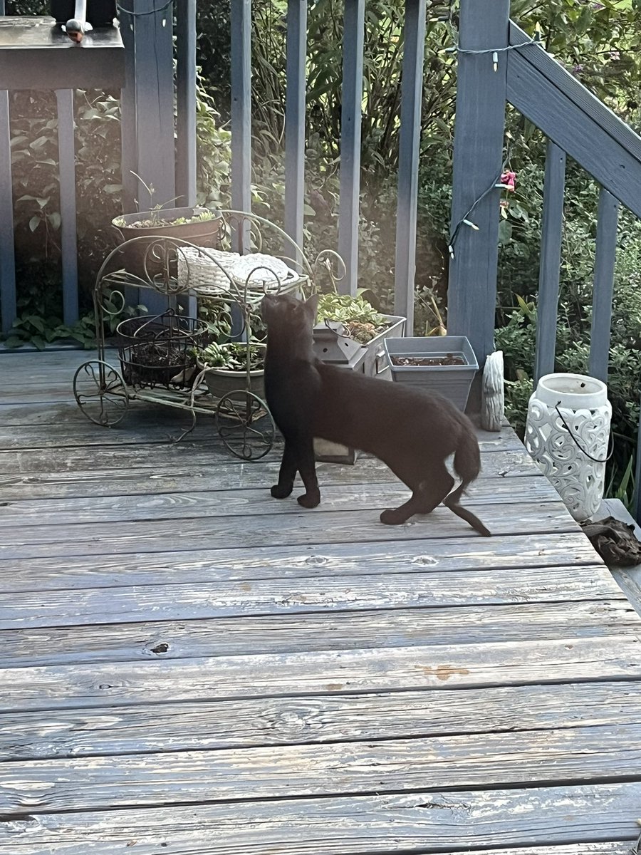 We finally caught the stray cat with the broken tail! This is Stubbs. Sadly, in worse shape than we thought. Stubbs will be taken to the vet on Monday, and is at my neighbor’s receiving care until then. If you are able to help cover vet cost, there’s a link in this thread.