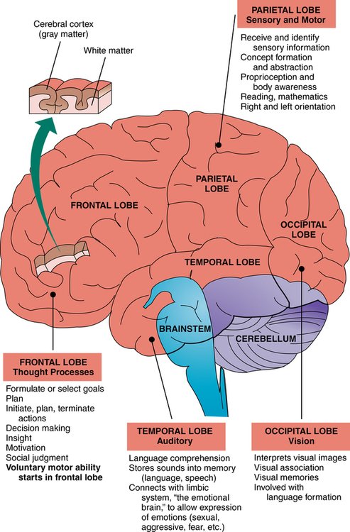 The functions of the cerebral lobes: frontal, parietal, temporal, and occipital.  

Source: M. A. Gutierrez, J. T. Lam and M. A. Schaepper