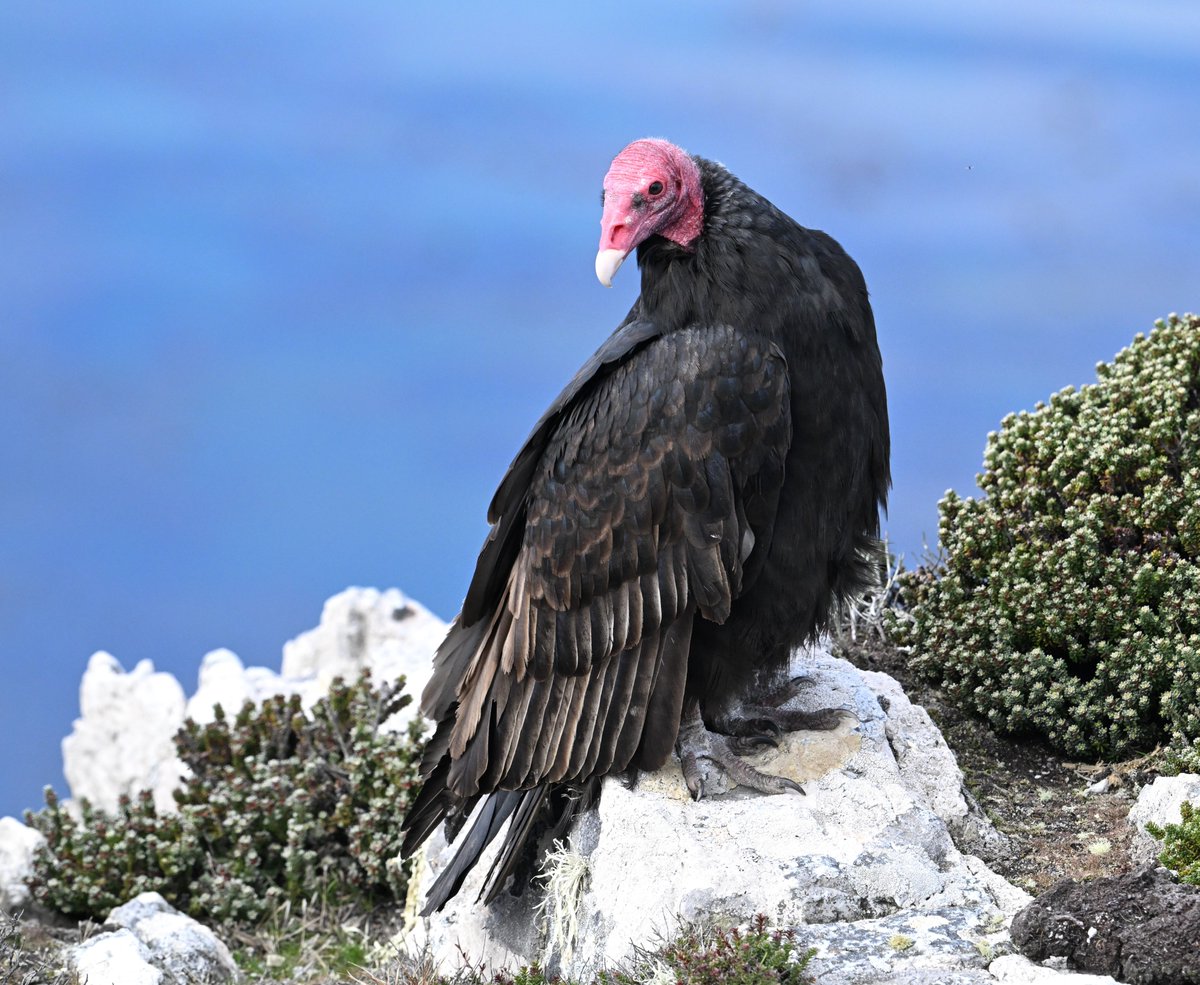 Turkey Vulture...