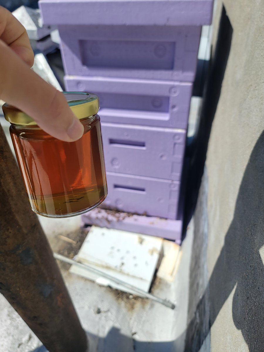 __drewface's tweet photo. our amateur beekeeper just harvested 6 frames of honey from our rooftop beehive at @fractaltechnyc, which produced 30 jars of homemade honey.

and this is the colony's first season! 🐝 https://t.co/WjFrzjXZaU