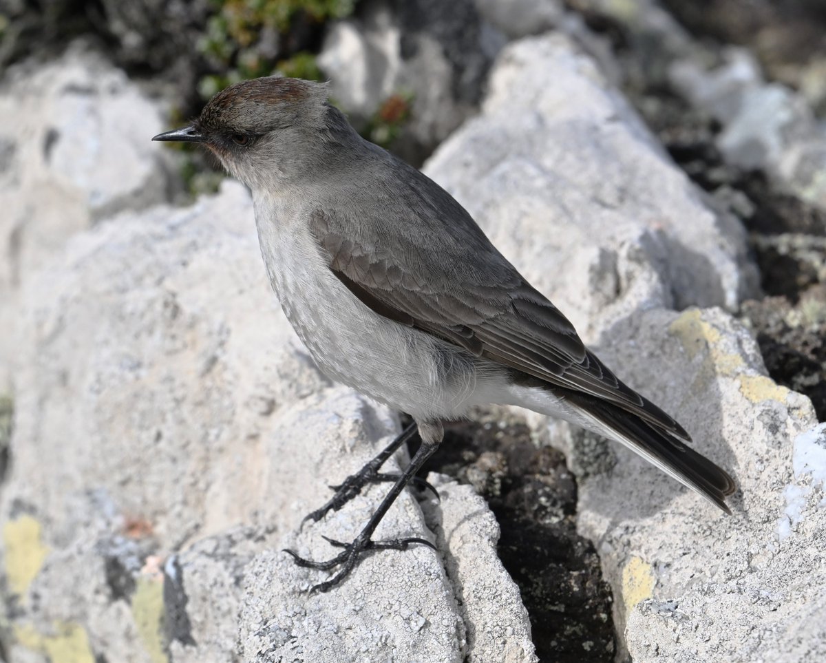 Dark-faced ground tyrant..