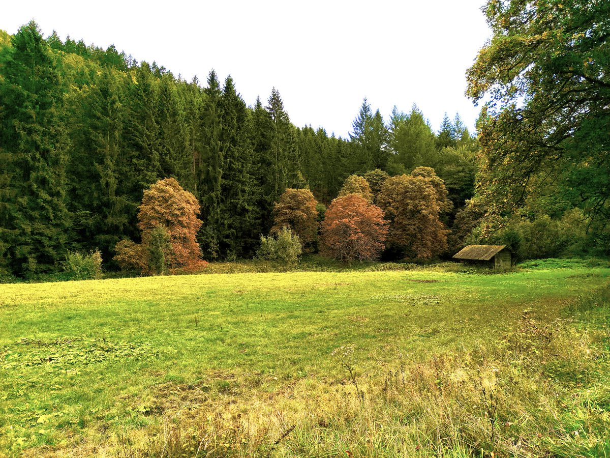 RisseeuwR's tweet photo. Het kleurenpalet van de herfst krijgt vorm. #teamherfst https://t.co/BhZCHgVWQH