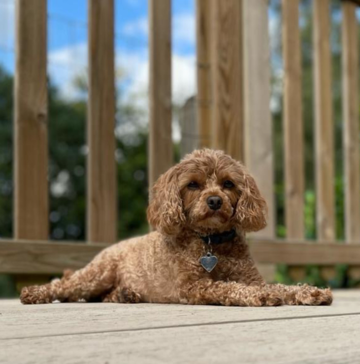 millypod1's tweet image. 🆘19 SEPT 2025 #Lost Lolli #ScanMe
Small Ginger Cavapoo Female
Edge of the footpath leading to Artist Lane, #Macclesfield #Cheshire #SK10
doglost.co.uk/dog/200103