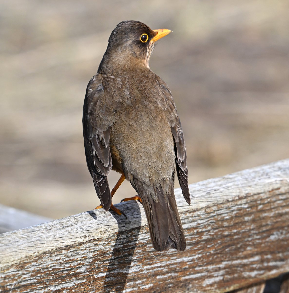 Falklands Thrush..