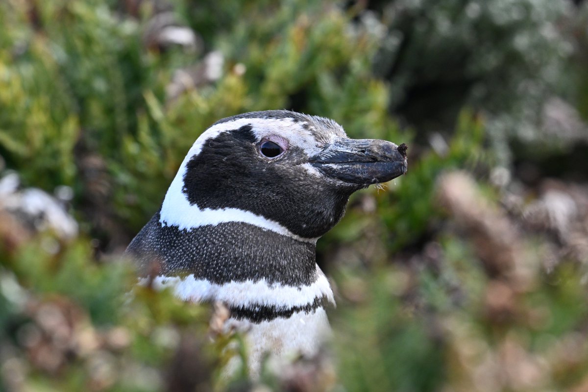 My first sighting this season of the Magellanic penguin..