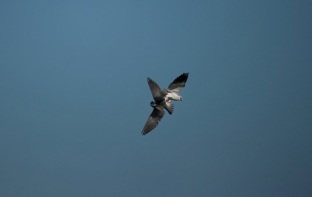 Luchtballet van twee verliefde Grijze wouwen in de Loirestreek vorige week.
Geluksmoment om dit te zien! 📸😍
#MomentVanDeWeek #NaturePhotography #LoireValley #BirdsInFlight
