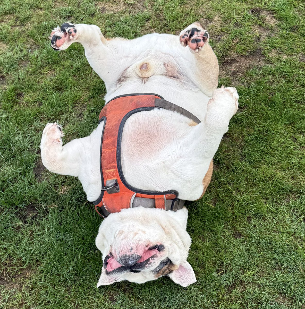 Nev having a roll
