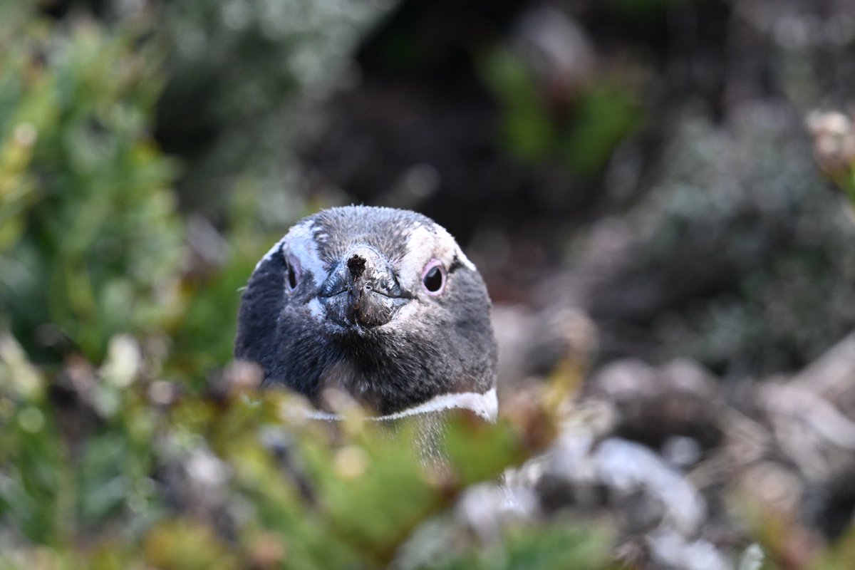 Magellanic penguin...