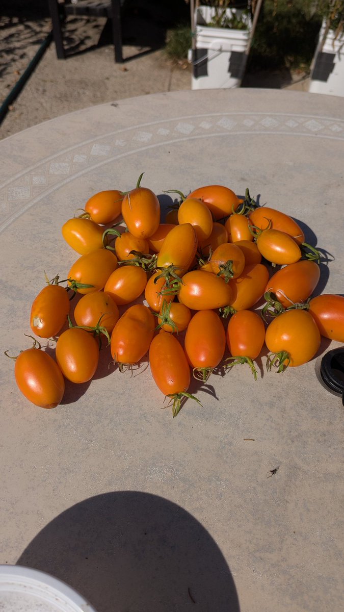 Pirkstine Orange. One of my favourite strands of tomato. #Supersoil works for more than just 'The Reefer'...🤩. Roma style fruits, delicious AF. Gonna do up a load of orange pizza sauce, prolly some salsa too. 🌱
